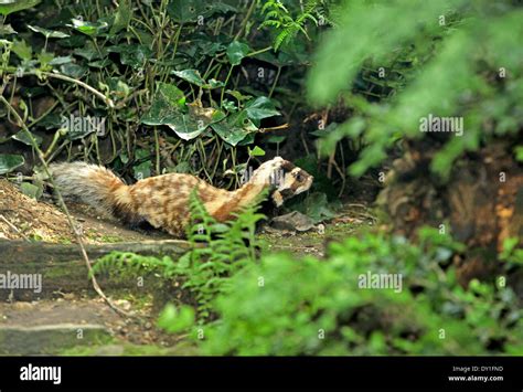 European Marbled Polecat (Vormela peregusna) in natural habitat Stock ...