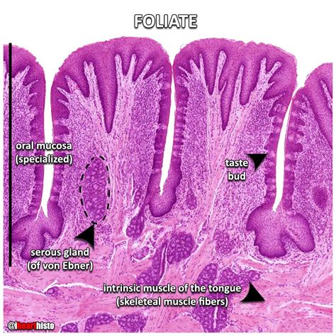 Vallate Papillae Labelled Histology