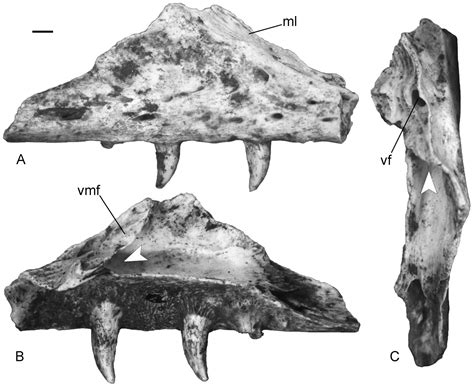 The Last European Varanid: Demise and Extinction of Monitor Lizards ...