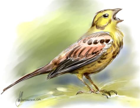 Birds: Yellowhammer