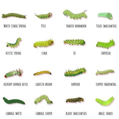 Green Caterpillar Identification Guide: 18 Common Types | Garden insects, Butterfly garden ...