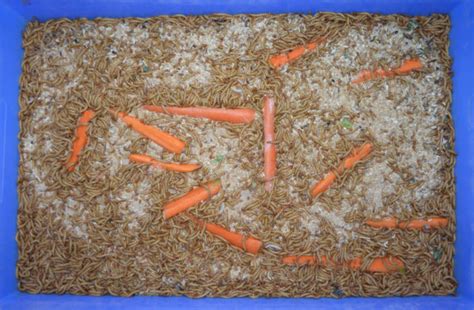 Yellow Mealworm Biology - Your Insect Breeding Learning Centre