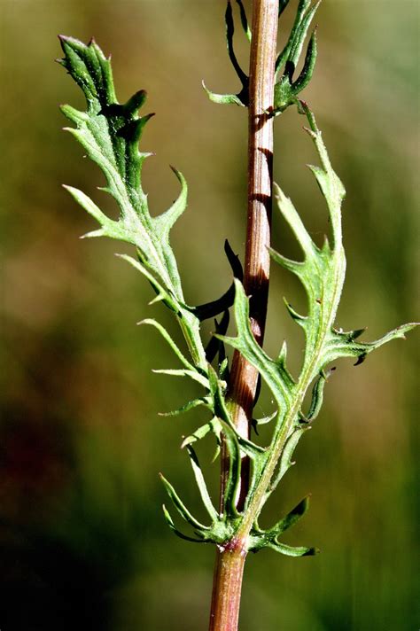 Senecio jacobaea L. - ASTERACEAE - Parque Nacional de Sier… | Flickr