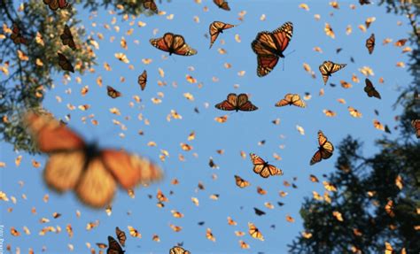 Significado de las mariposas, ¡un mensaje muy espiritual! - Vibra