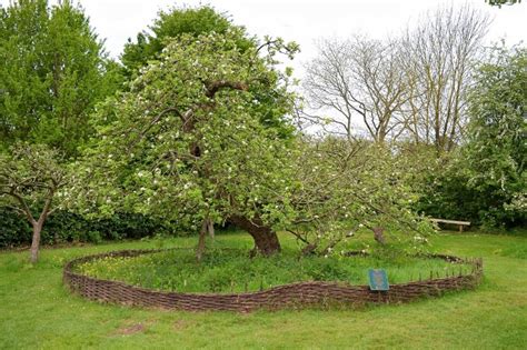 Seeds from Newton's Apple Tree Are Being Used to Grow a New One at His England Home