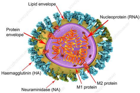 Influenza virus structure, illustration - Stock Image - F019/6446 ...