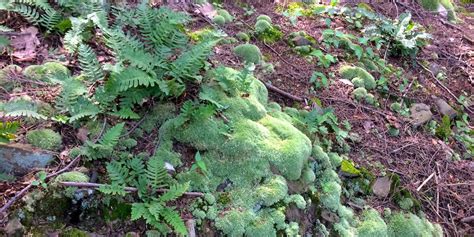 Ancient Plants Among Us: Ferns & Mosses Walk - Kestrel Land Trust