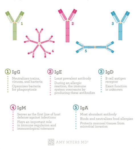 What are immunoglobulins? How they relate to CVID • Chronic Illness Blog: Life with CVID