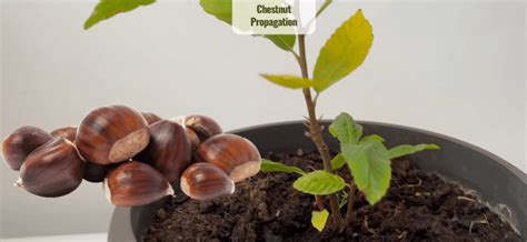 How to propagate/germinate Chestnut from seeds; Grow Chestnuts very easy | Plant House & Garden Shop