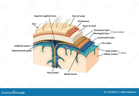 Meninges Anatomy Diagram Vector Illustration | CartoonDealer.com #233485042