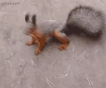 Squirrel Love GIF - Squirrel Love Hug - Discover & Share GIFs