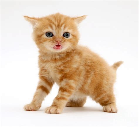 British Shorthair Red Tabby Kitten Photograph by Jane Burton