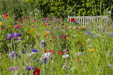 Wild Flowers Garden Free Stock Photo - Public Domain Pictures