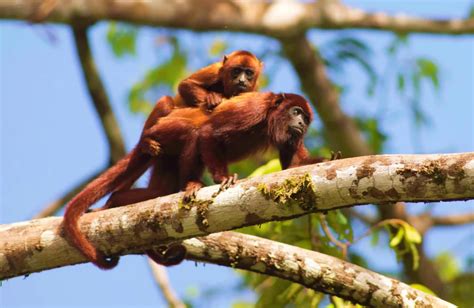 Venezuelan Wildlife – Interesting Facts – Angel-Eco Tours