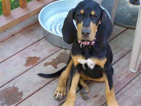 dogbreedcatalog: Black and Tan Coonhound Dog