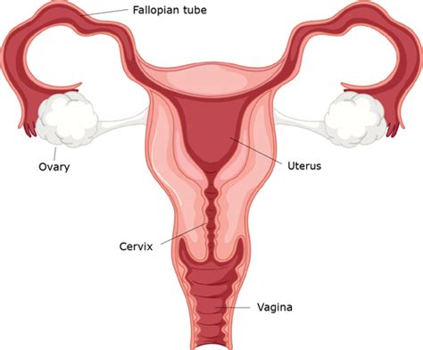 Anatomy of pregnancy and birth - uterus | Pregnancy Birth and Baby