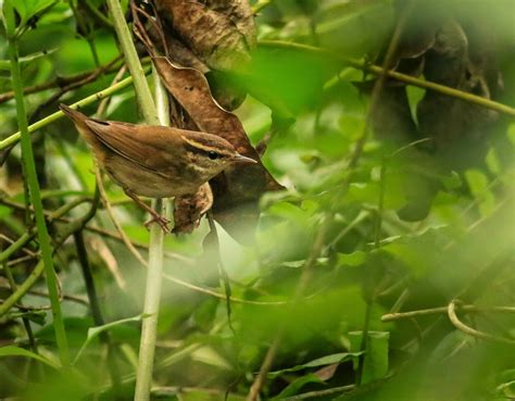 Vietnam Bird News: Spring passerine migration has started!