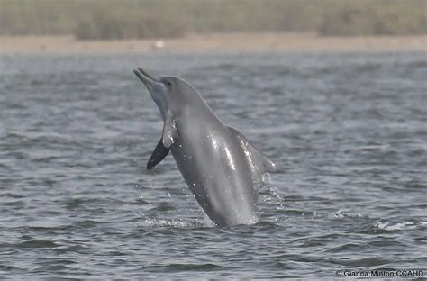 Sousa teuszii, Atlantic humpback dolphin • Loro Parque Fundación