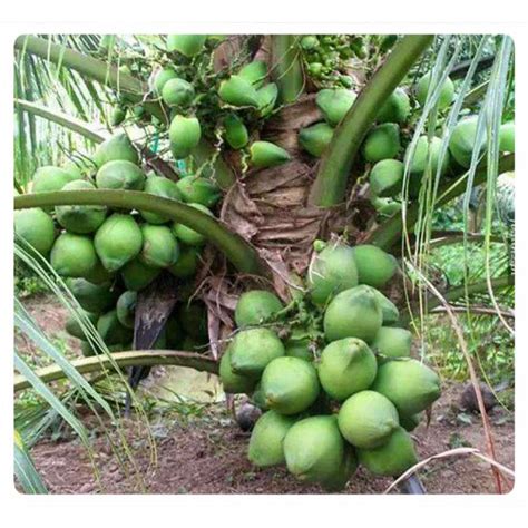 Anak Pokok Kelapa Matag Import | Shopee Malaysia