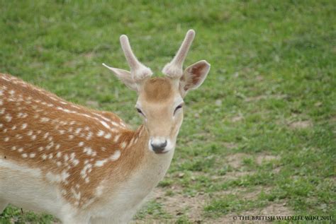 Fallow Deer - British Wildlife Wiki