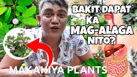 10 BENEFITS OF MAKAHIYA PLANTS | SENSETIVE PLANTS - YouTube