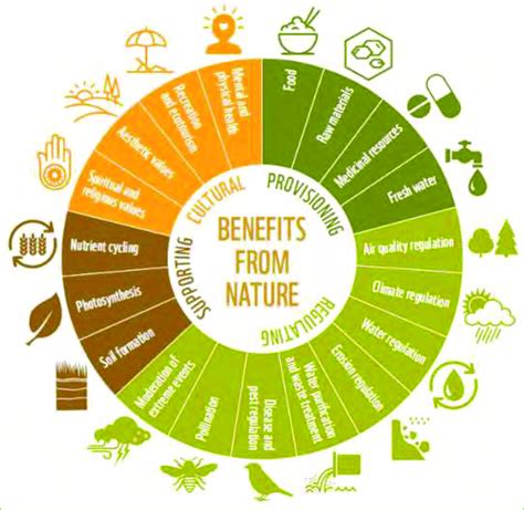 Types of ecosystem services or benefits from nature. Adapted from WWF ...