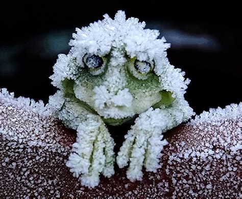 In Alaska, wood frogs freeze for seven months, thaw and hop away | Cute ...