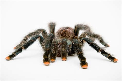 Arboreal Tarantula Care Sheet: Food, Habitat & Health | Petco