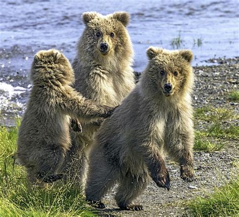 A Day In The Park: Katmai National Park And Preserve