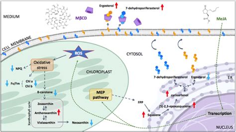 Conceptual diagram of the effects of methyl jasmonate (MeJA) and... | Download Scientific Diagram