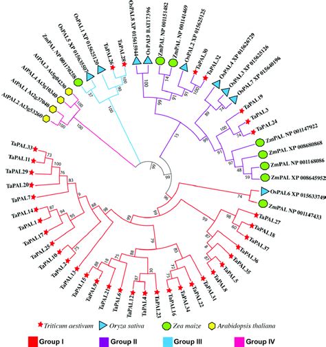 Comparative phylogenetic tree of PAL genes between Triticum aestivum... | Download Scientific ...