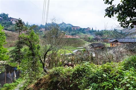 Premium Photo | Terraced gardens in dazhai village