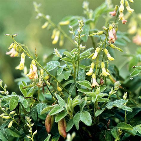 Astragalus for Immunity | Putting the Pieces Together