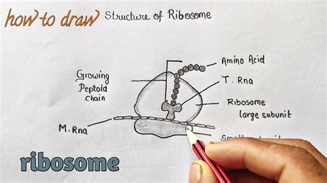 how to draw ribosome diagram easily - YouTube