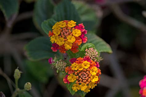 240+ Lantana Varieties Stock Photos, Pictures & Royalty-Free Images - iStock