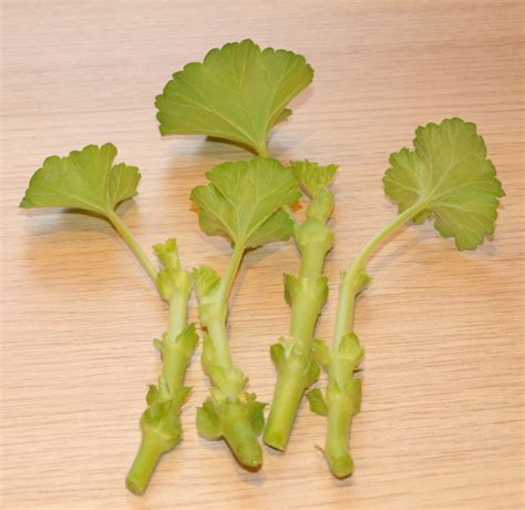 Mark's Veg Plot: Taking Geranium cuttings