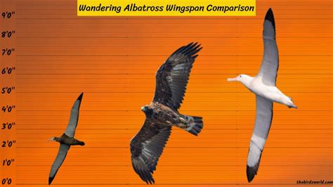 Wandering Albatross Wingspan: Comparing With Others?