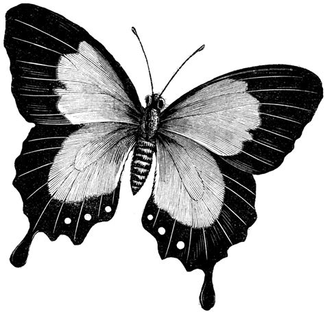 butterfly art drawings | Butterfly | ClipArt ETC | tattoos | Pinterest | Butterfly art, Art ...