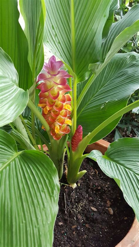 My three new ginger plants | Ginger plant, Plants, Ginger