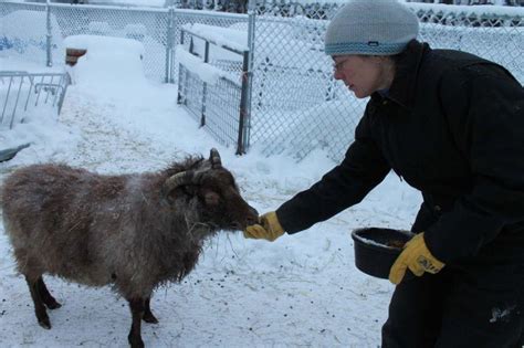 A Fairbanks farm welcomes hearty Icelandic sheep | Alaska Grown ...