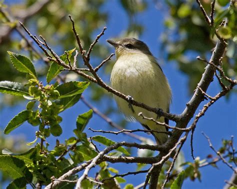 Philadelphia Vireo at Fort Rosecrans National Cemetery - Greg in San Diego