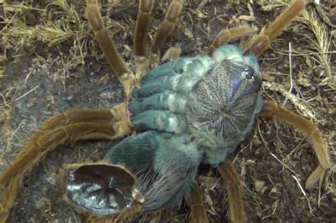 Tarantula molting video is nightmarish - Strange Sounds