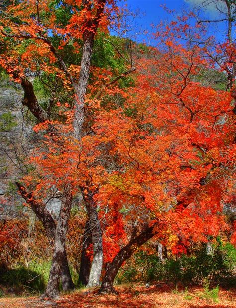 Lost Maples State Park Fall Foliage (HDR) | Flickr - Photo Sharing!