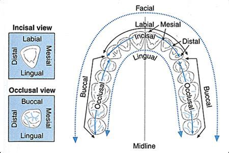 Teeth Diagram Showing the Medical Description of all Surface Sides of The Tooth Depending O ...