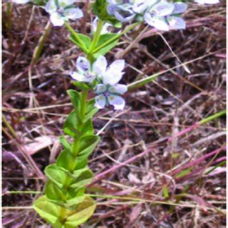 S. densifolia plant showing flowers. | Download Scientific Diagram