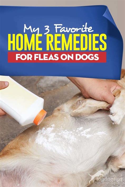 My 3 Favorite Home Remedies for Fleas on Dogs | Home remedies for fleas, Flea remedies, Dog flea ...