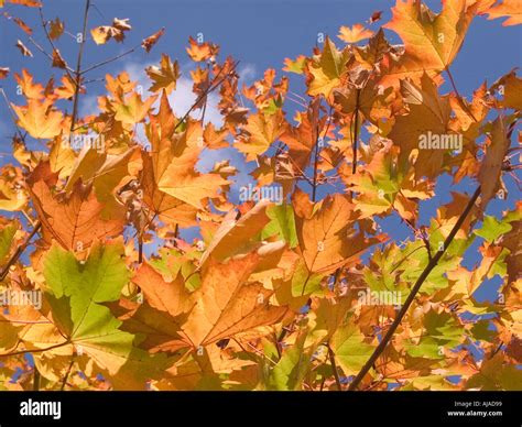 Maple Leaf Colors in the Fall Stock Photo - Alamy