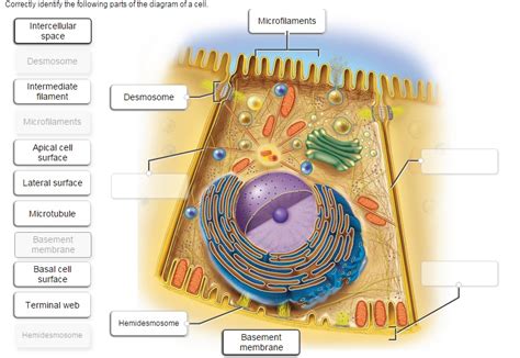 Solved Correctly identify the following parts of the diagram | Chegg.com