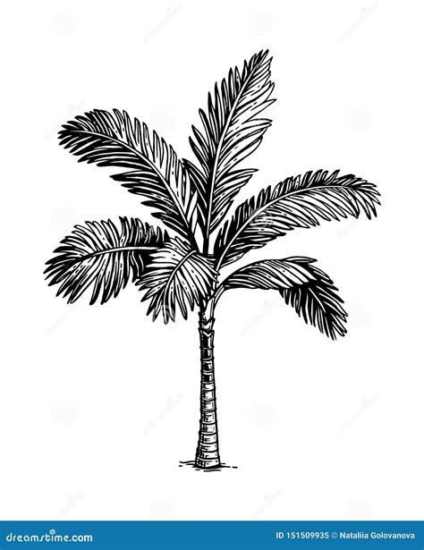 Ink sketch of palm tree. stock vector. Illustration of exotic - 151509935