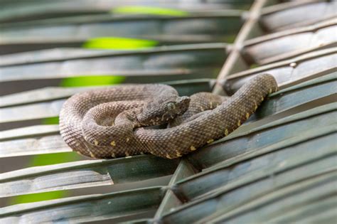 First Aid for Speckled Forest Pitviper Snake Bite